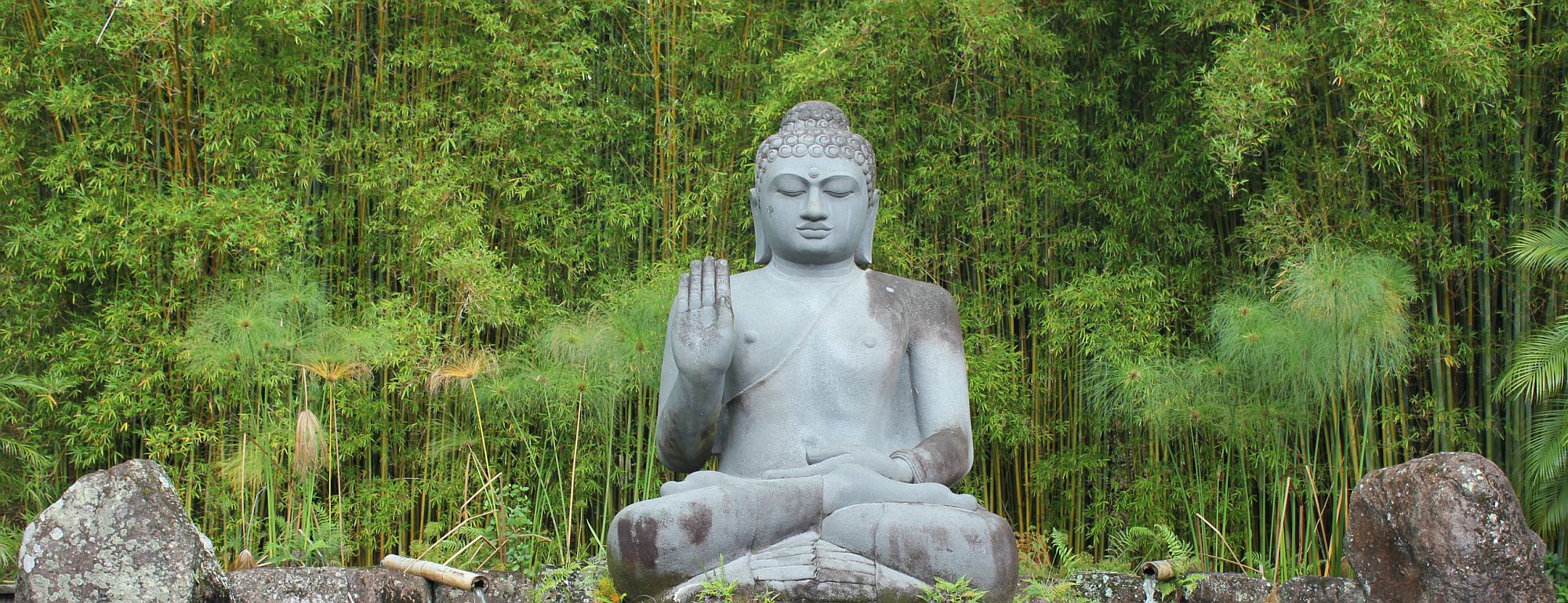 Holistic treatment โ unique, holistic modalities